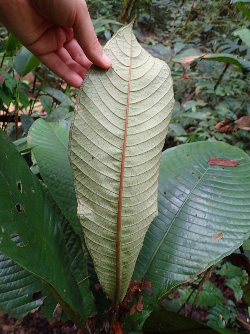 Psychotria letestui — houseplant care guide