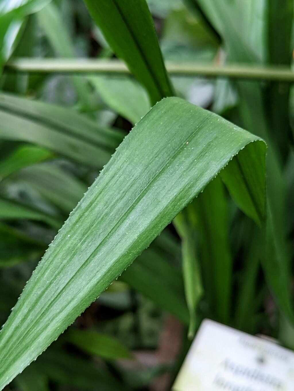 Aspidistra longifolia — search result for 'Aspidistra'
