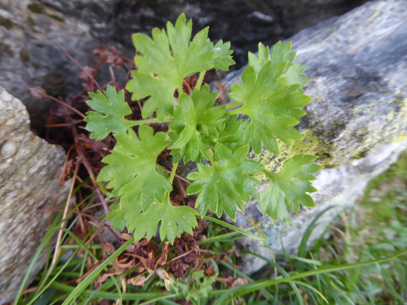 Saxifraga geranioides leaf