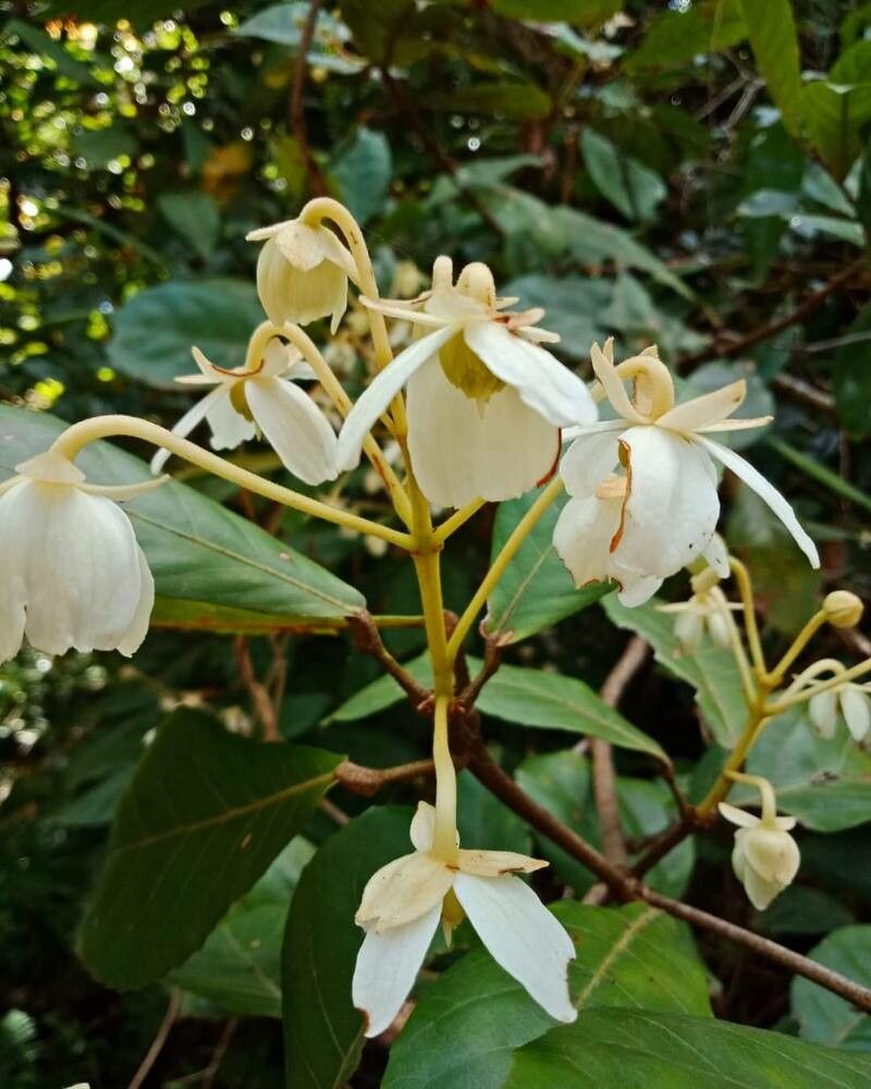 Clerodendrum indicum flower