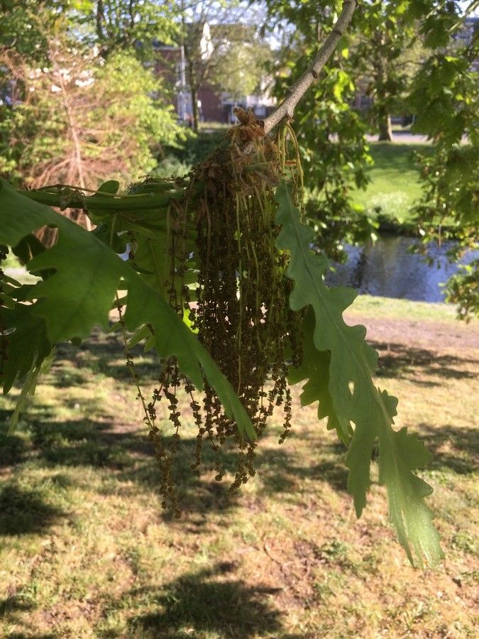 Quercus frainetto flower