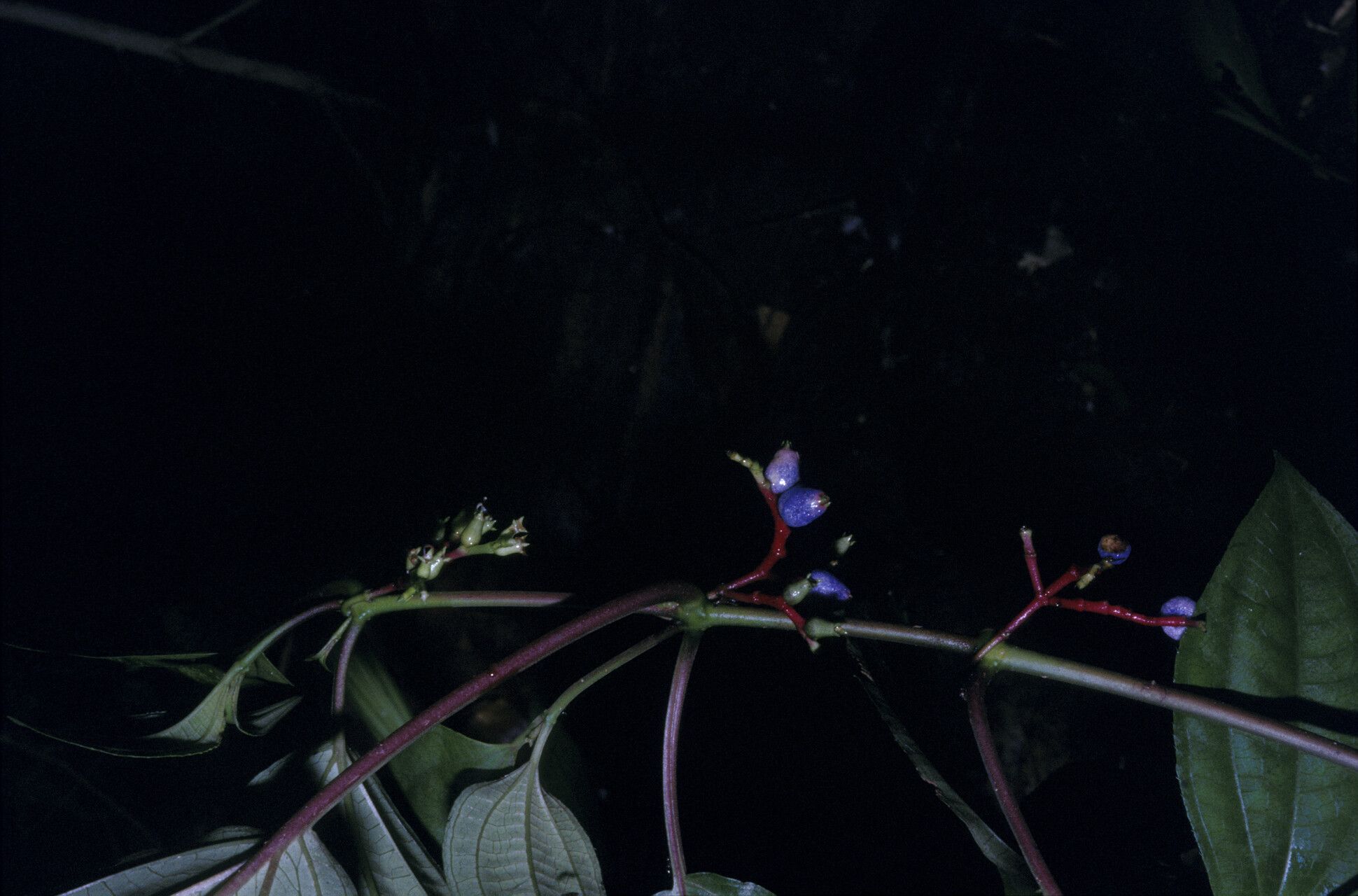 Miconia trimera — houseplant care guide