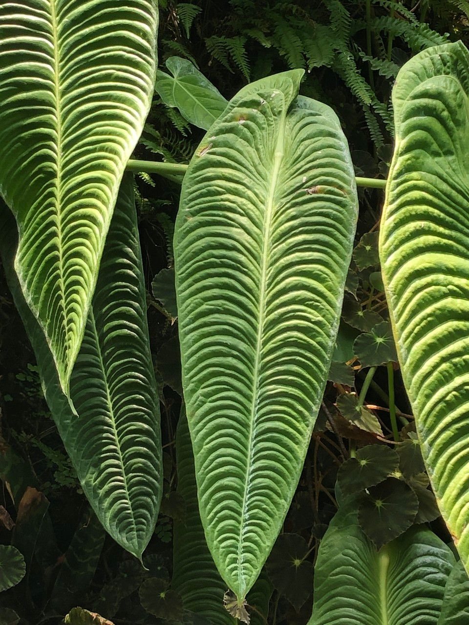 Anthurium veitchii habit
