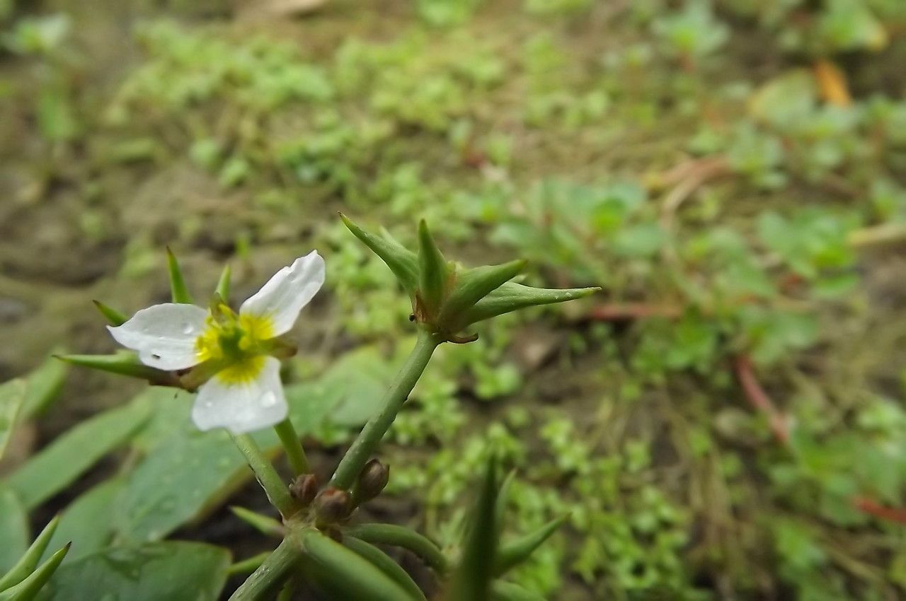 Damasonium alisma fruit