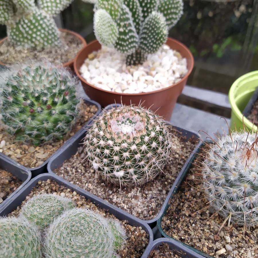 Parodia arnostiana — related species from the same genus