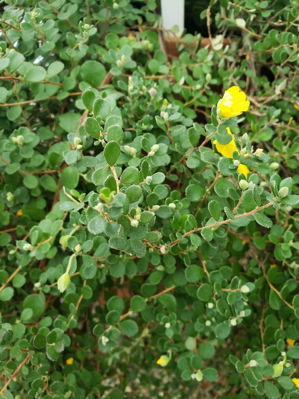 Hibbertia aspera — related species from the same genus