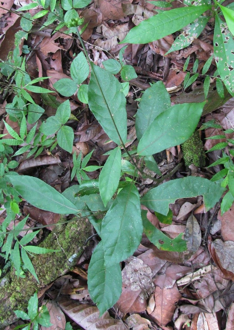 Pavonia fruticosa habit