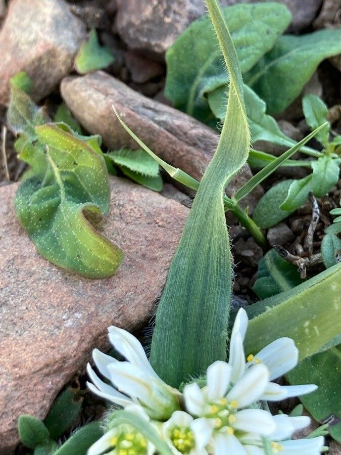 Allium chamaemoly leaf