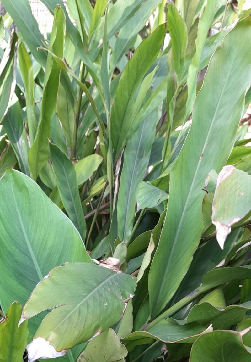 Alpinia mutica habit