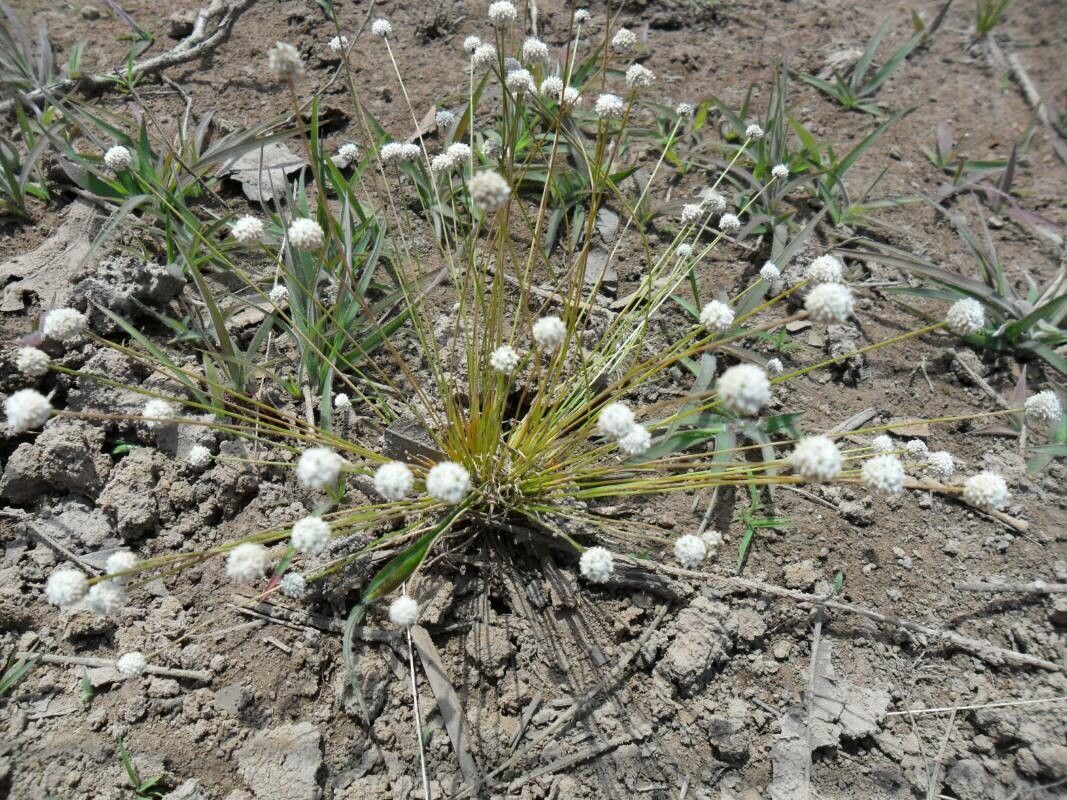 Eriocaulon modestum flower