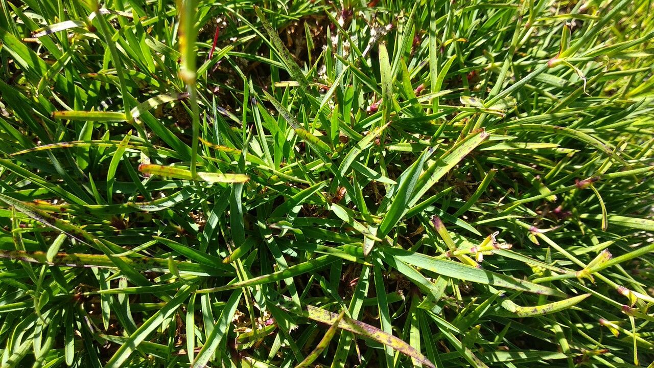 Dianthus cretaceus — houseplant care guide