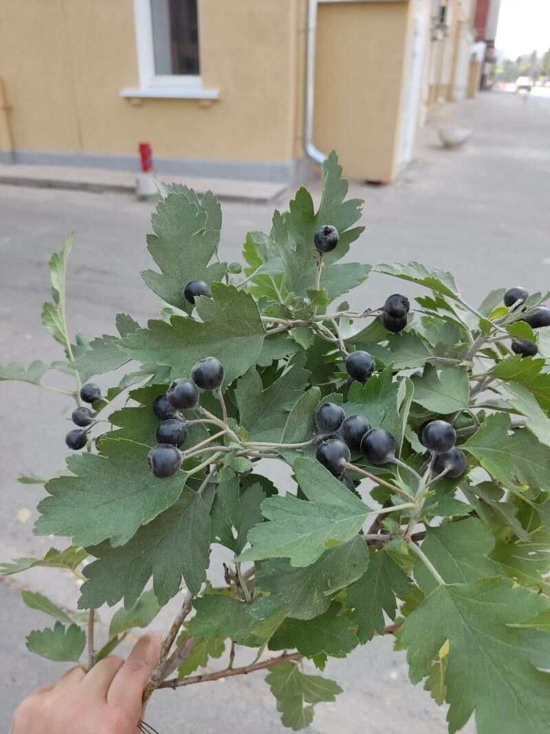 Crataegus nigra fruit