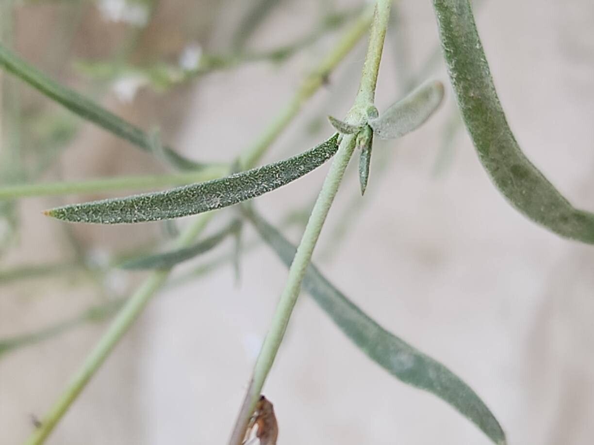 Silene chaetodonta — houseplant care guide