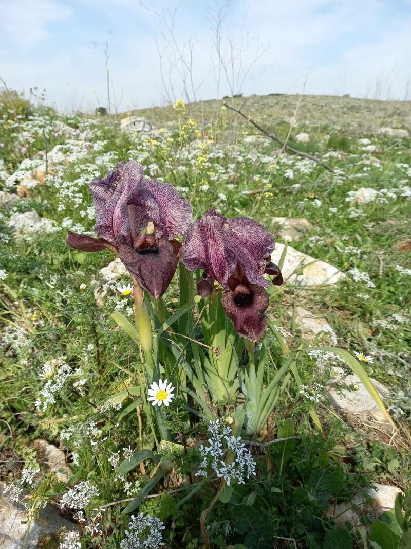 Iris haynei habit