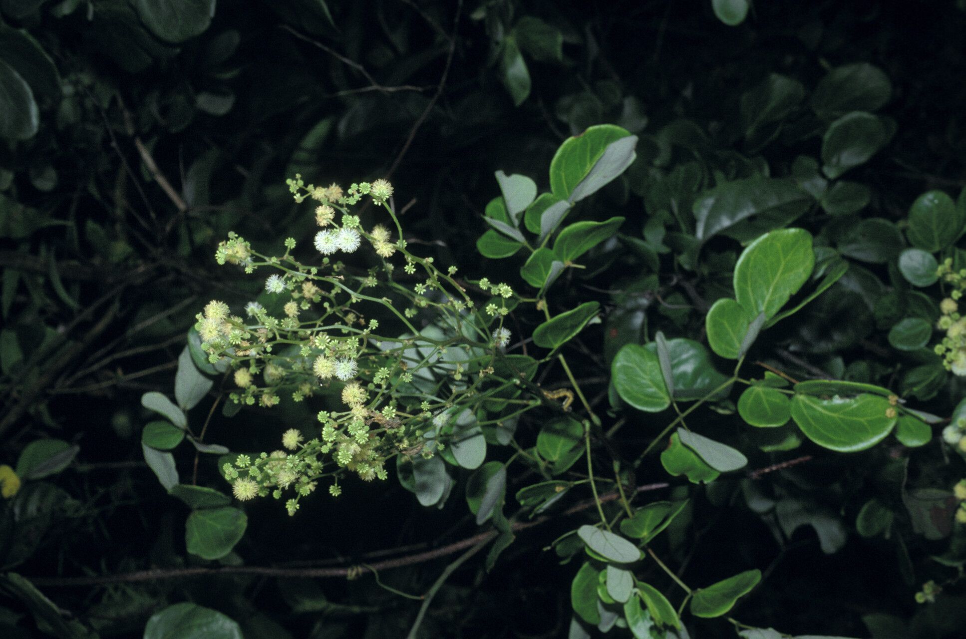Mimosa guilandinae flower