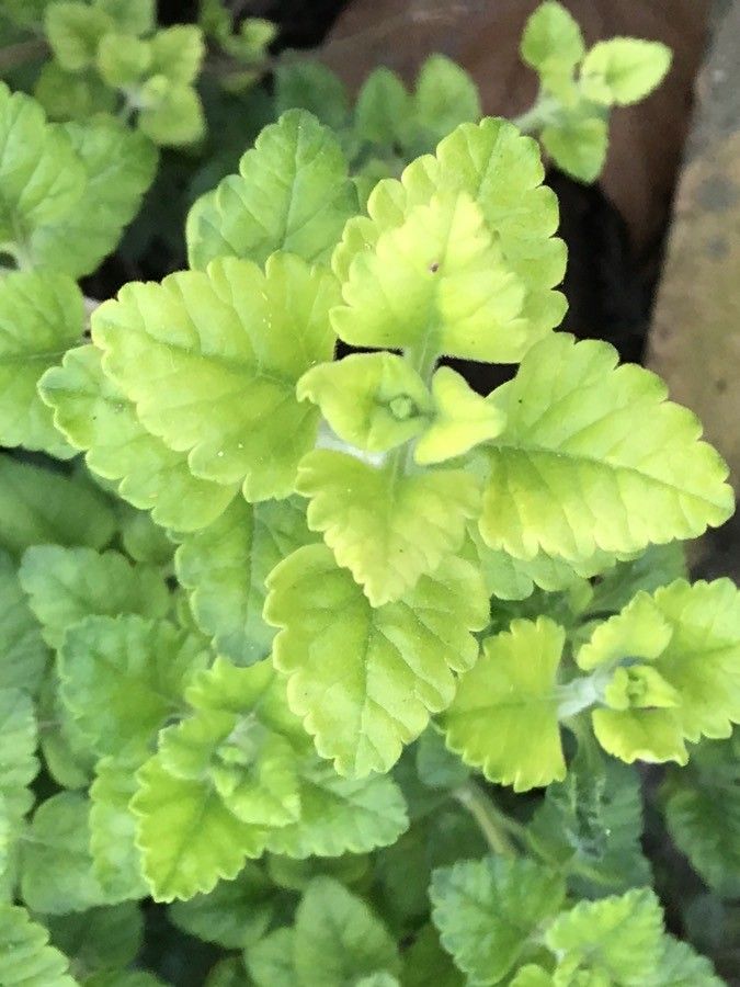 Teucrium flavum — search result for 'Teucrium'