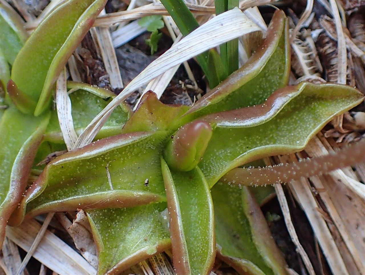 Pinguicula alpina fruit