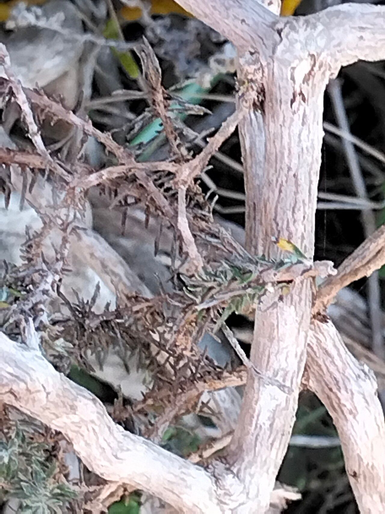 Eriocephalus racemosus bark