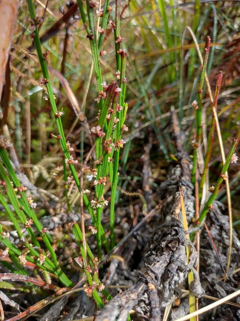 Amperea xiphoclada habit