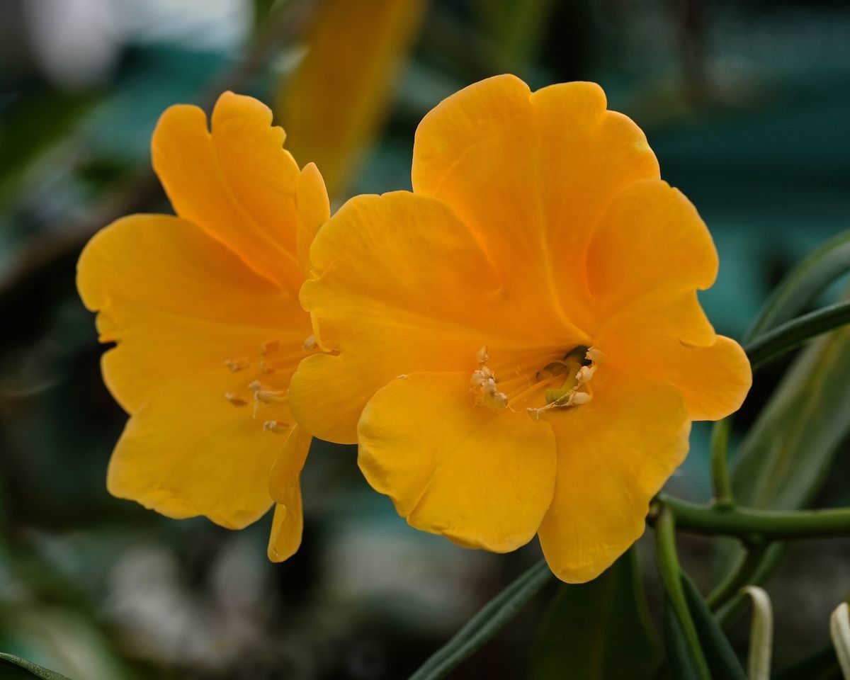 Rhododendron retivenium flower