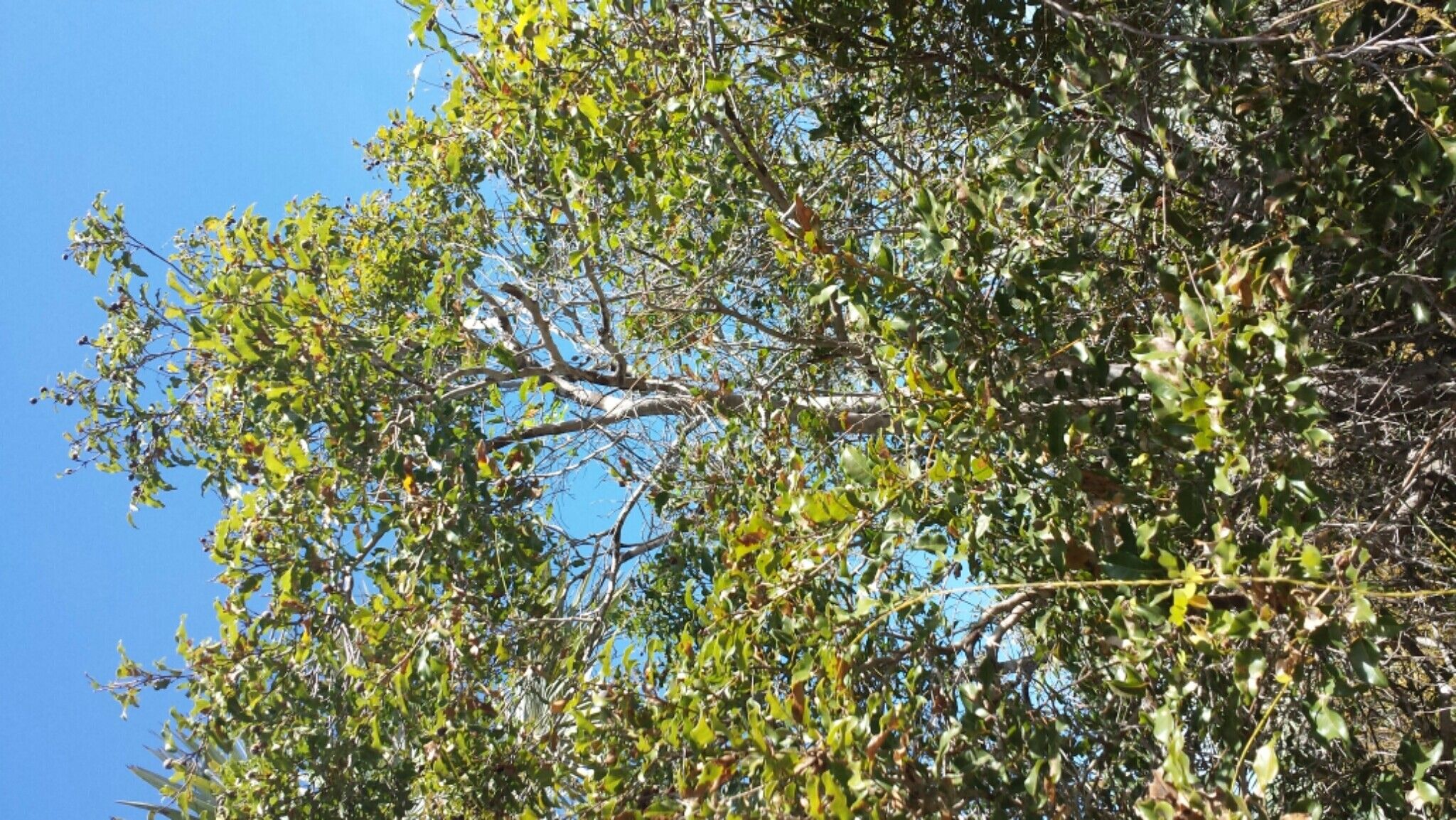 Leptolaena arenaria habit