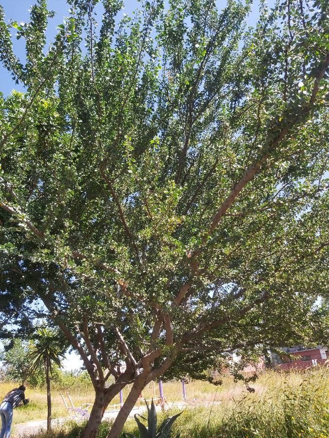 Senegalia nigrescens habit