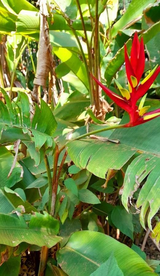 Heliconia subulata habit