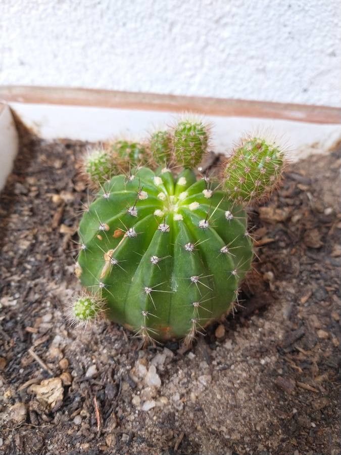 Echinopsis eyriesii fruit