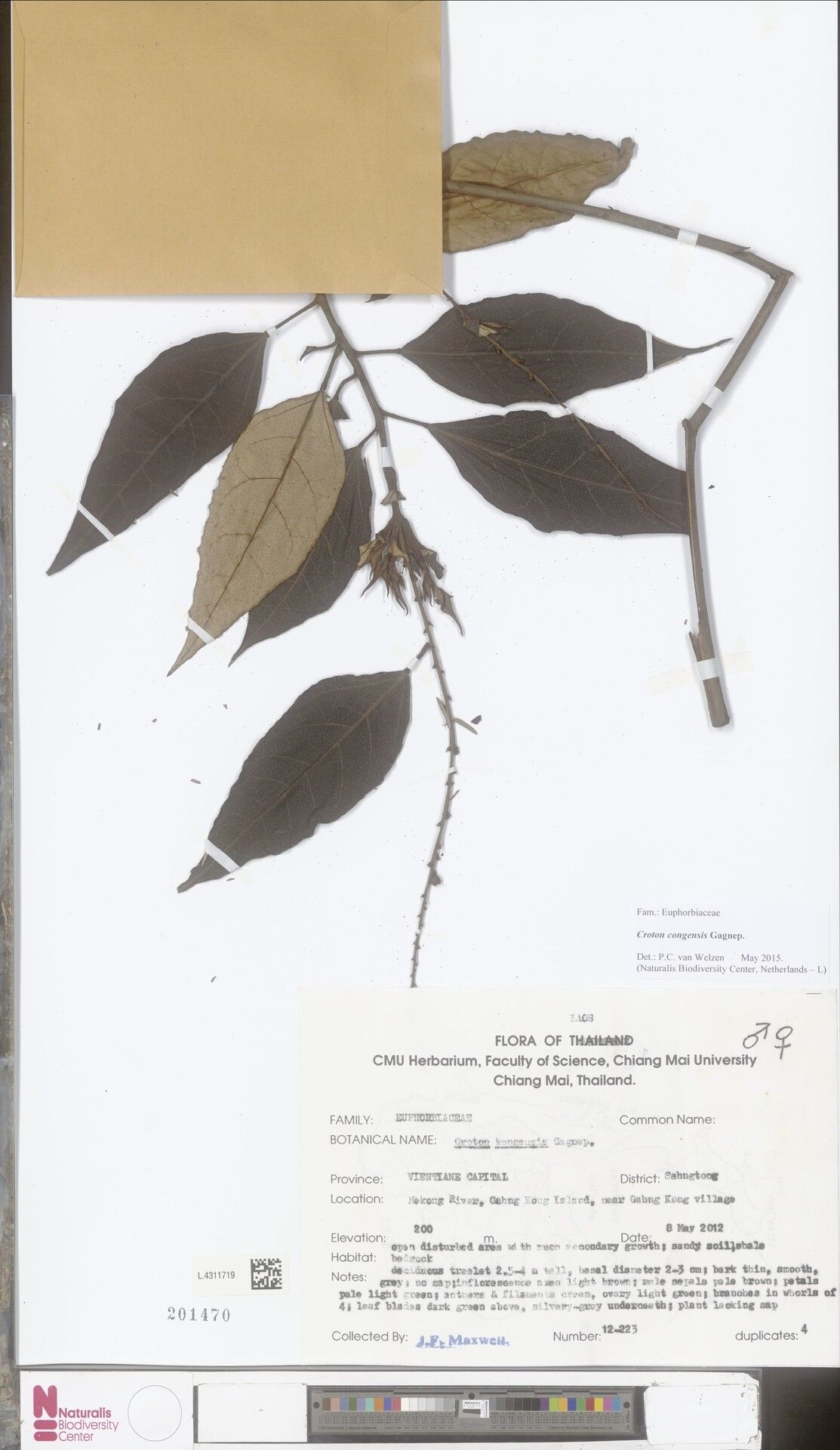 Croton congensis — houseplant care guide