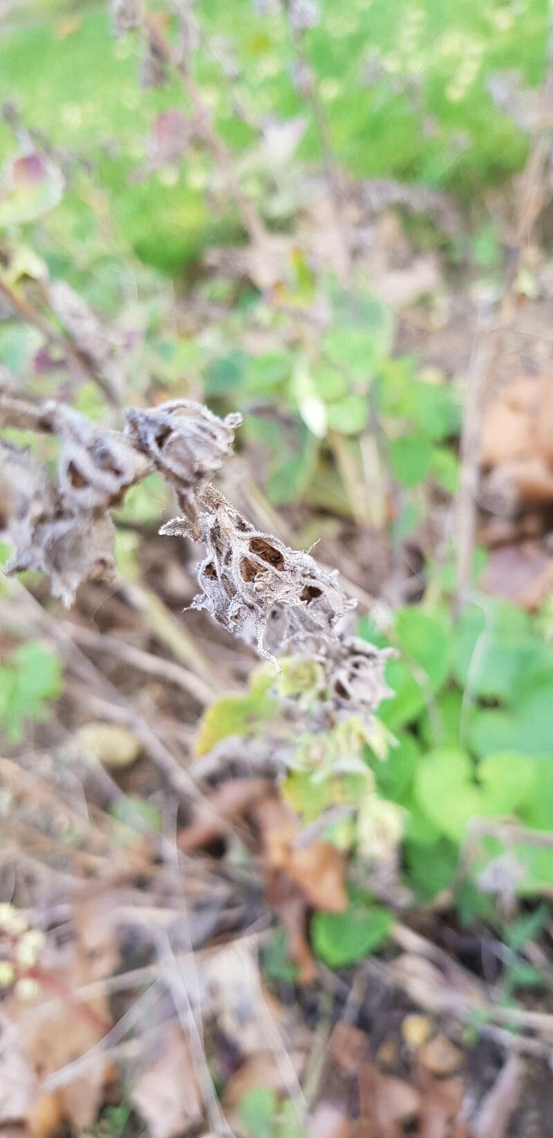 Campanula alliariifolia fruit