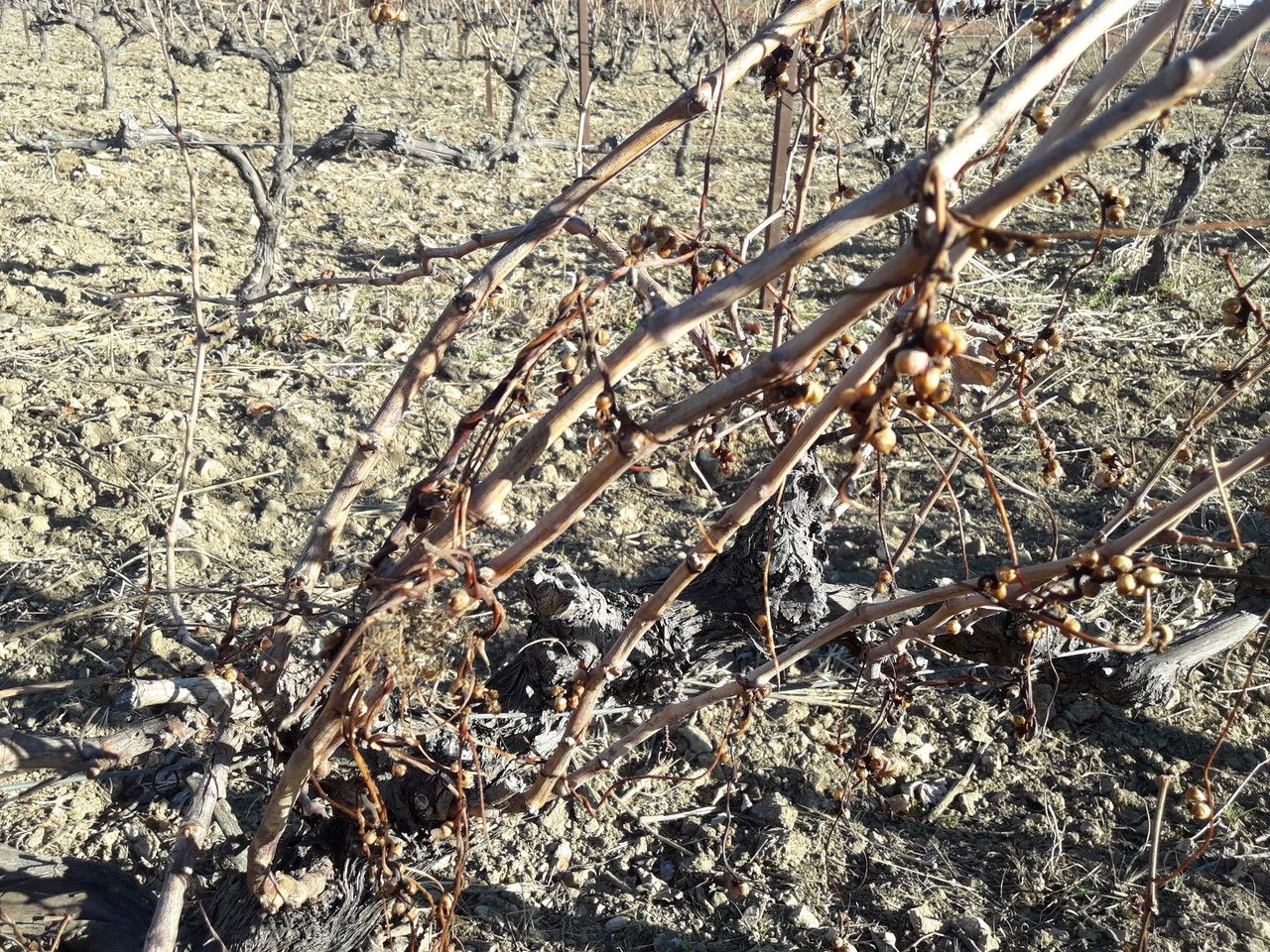 Cuscuta monogyna habit