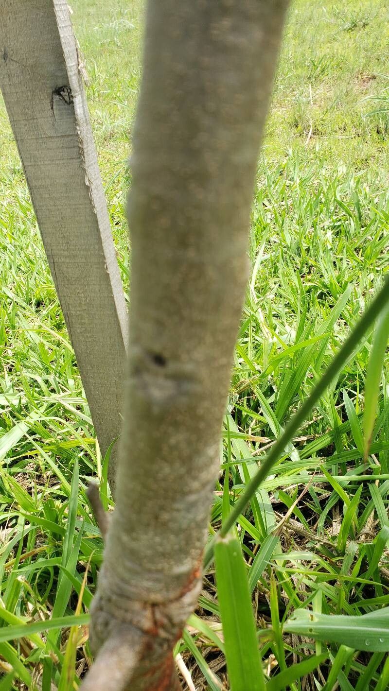 Astronium fraxinifolium bark