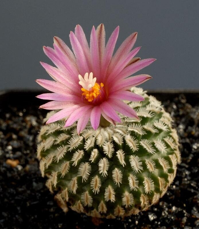 Turbinicarpus × mombergeri — houseplant care guide