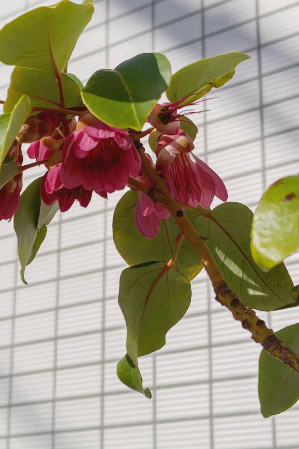 Rhodoleia championii — houseplant care guide