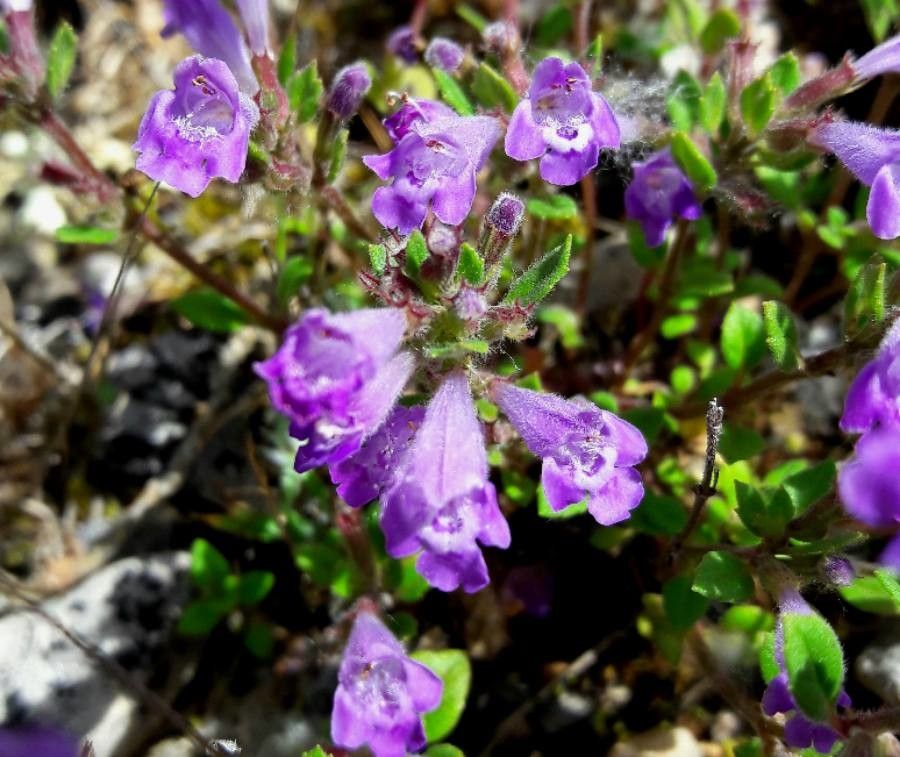 Clinopodium alpinum flower