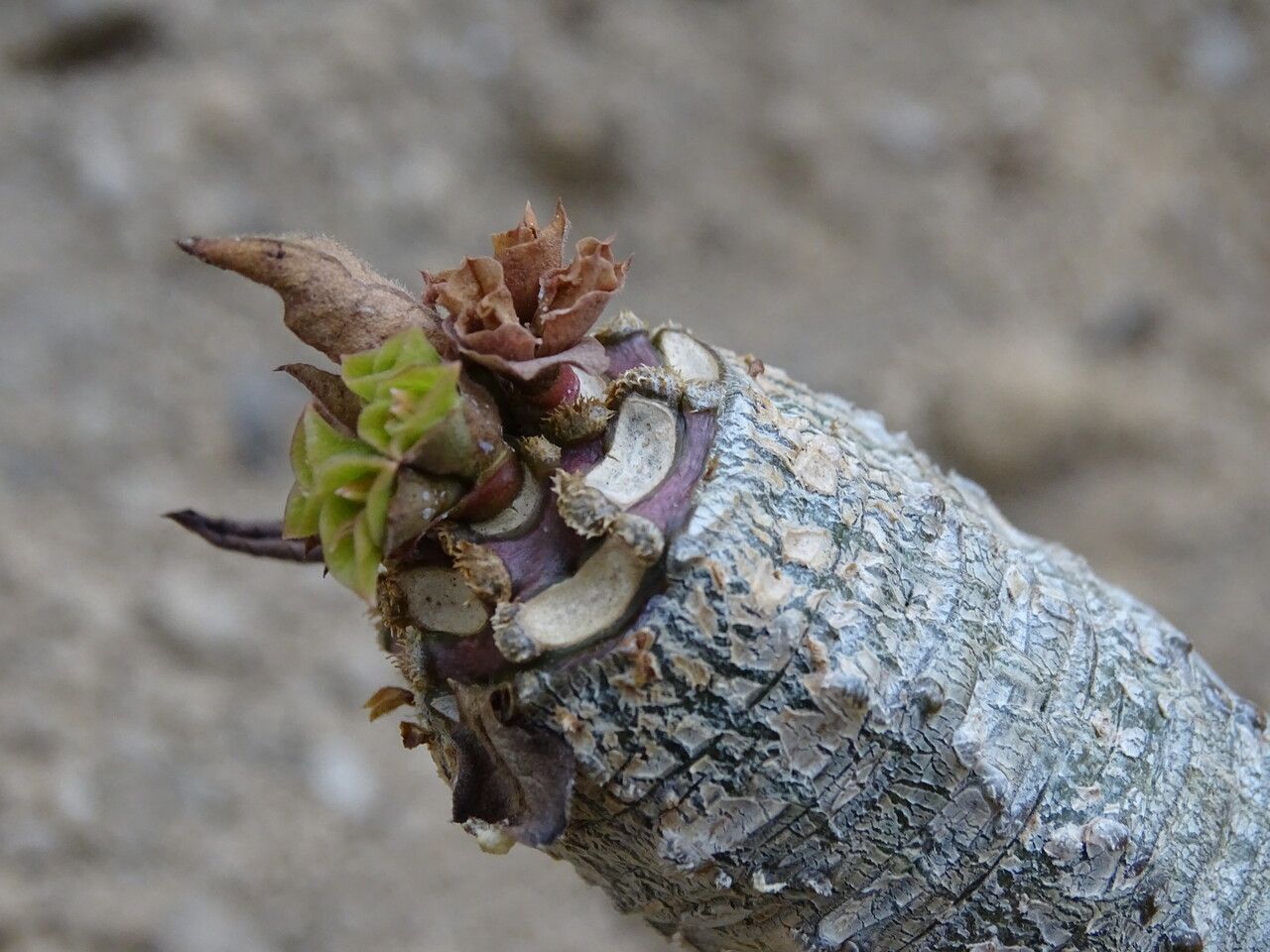 Euphorbia alfredii — houseplant care guide