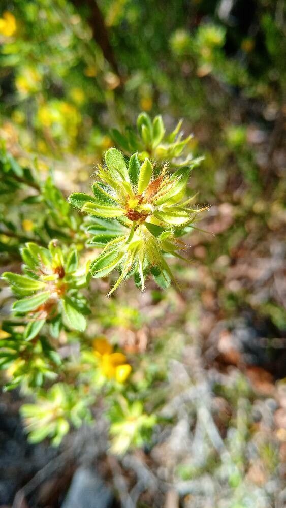 Pultenaea villosa — houseplant care guide
