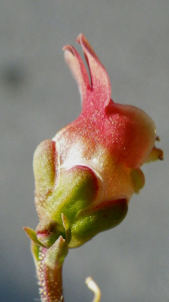 Scrophularia lucida fruit