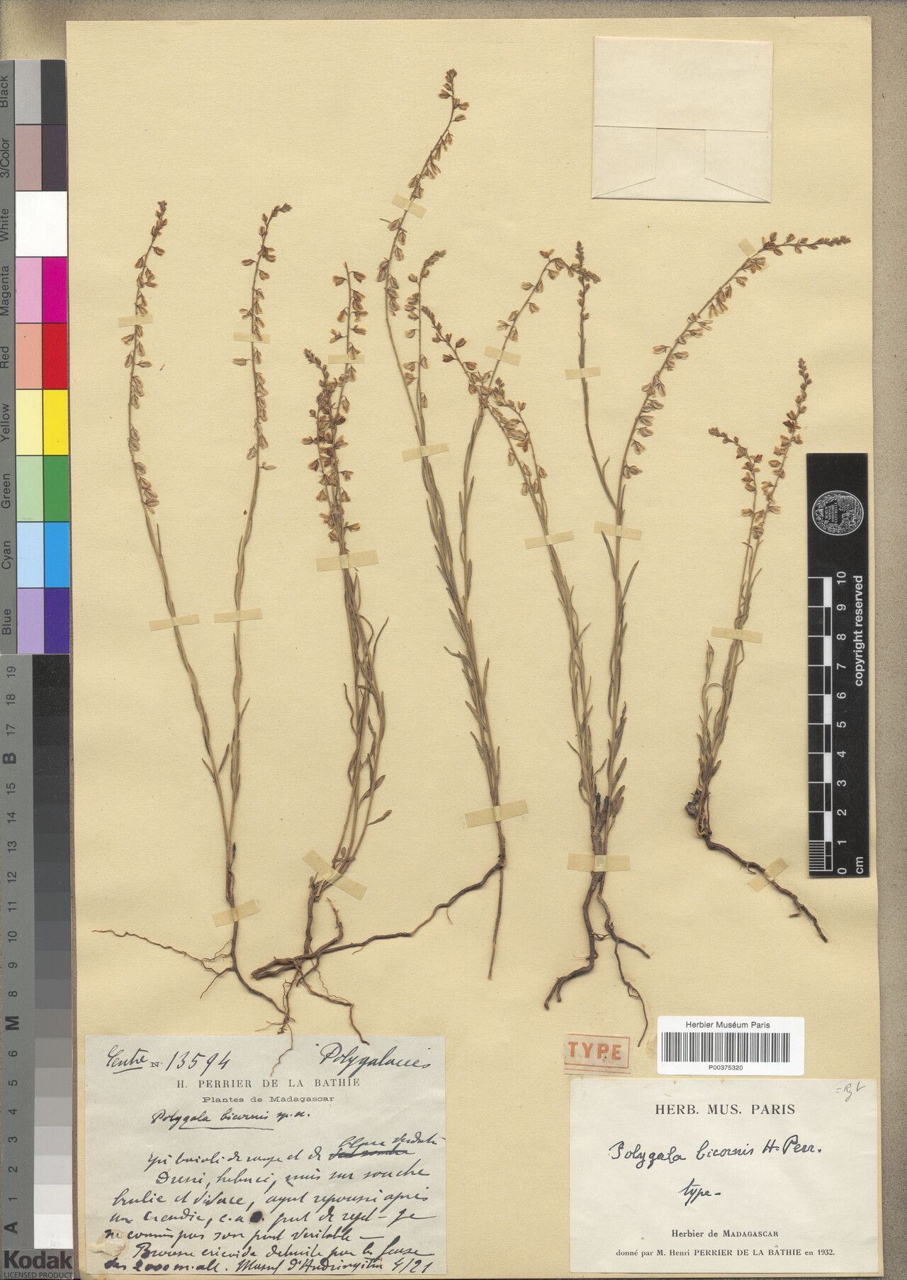 Polygala andringitrensis — search result for 'Polygala'