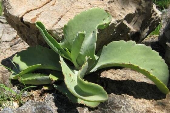 Kalanchoe brachyloba leaf