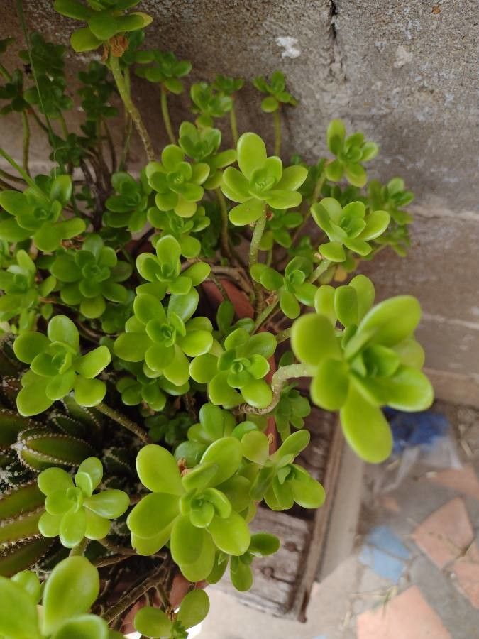 Sedum spathulifolium fruit