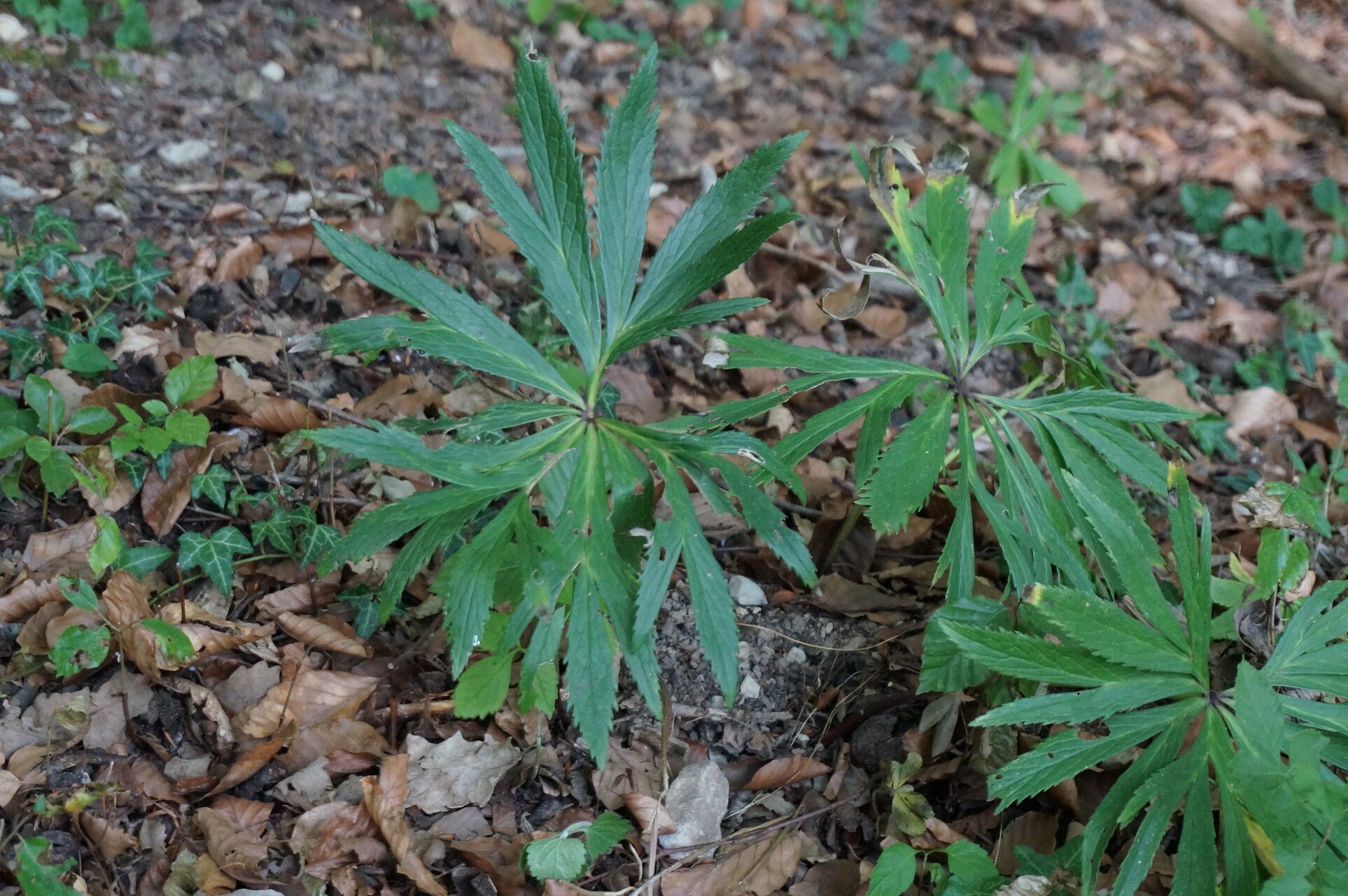 Helleborus multifidus leaf