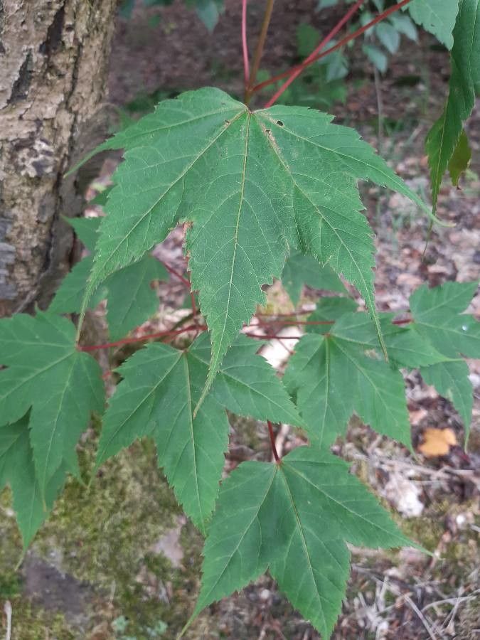Acer acuminatum