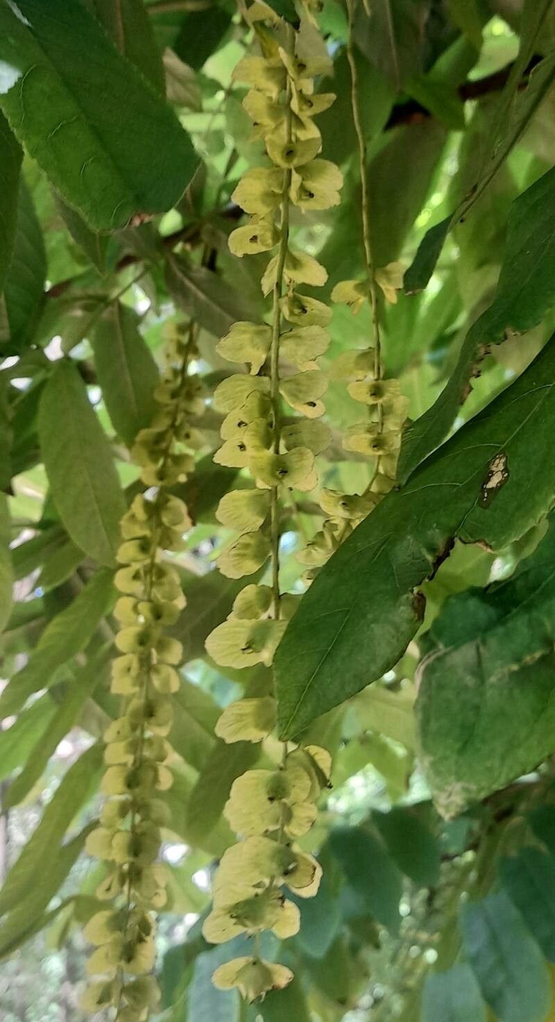 Pterocarya pterocarpa fruit