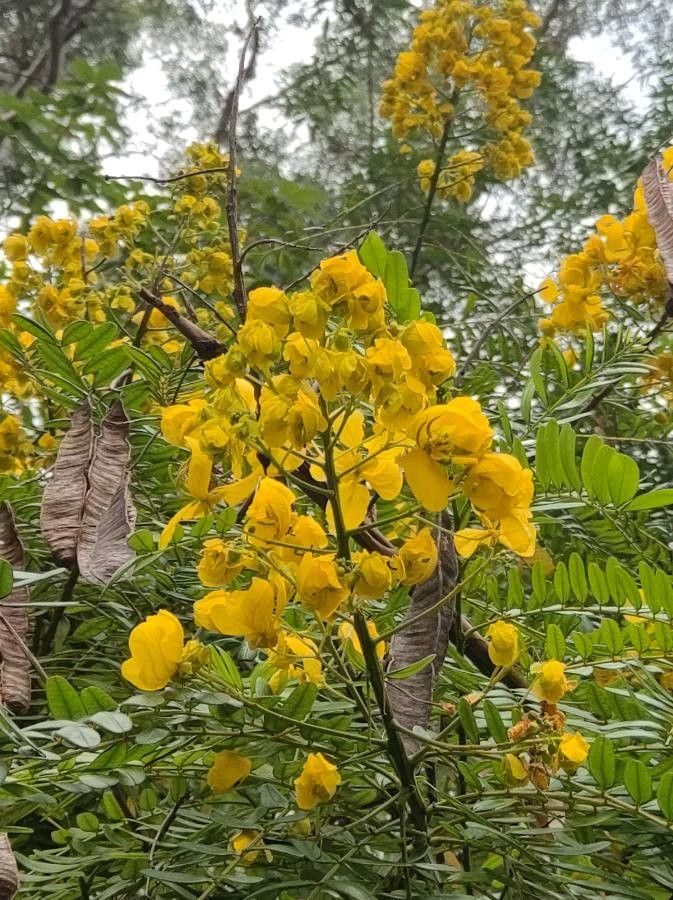 Senna multijuga flower