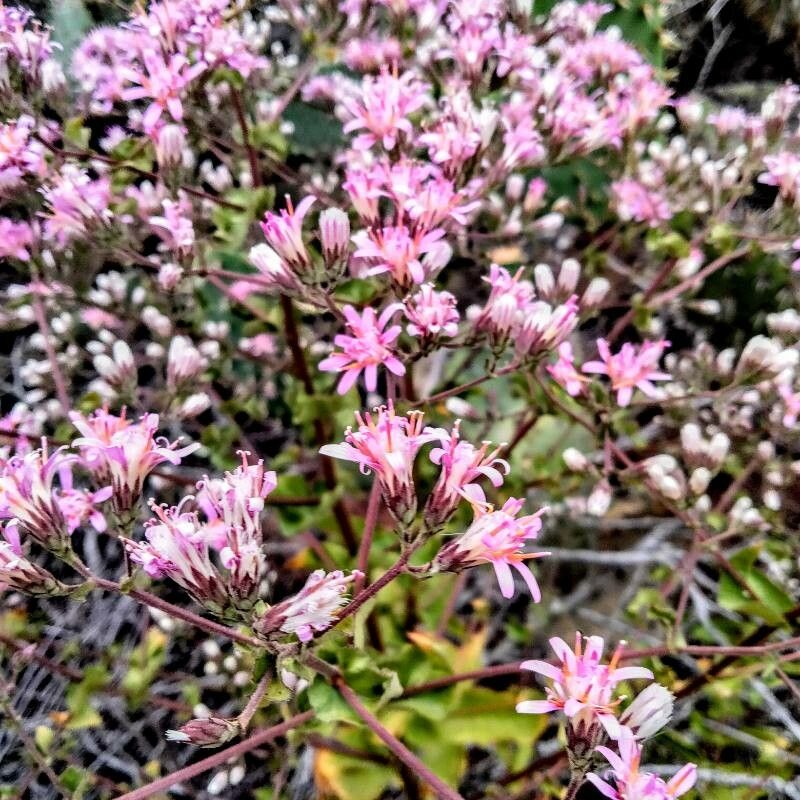 Acourtia microcephala — related species from the same genus