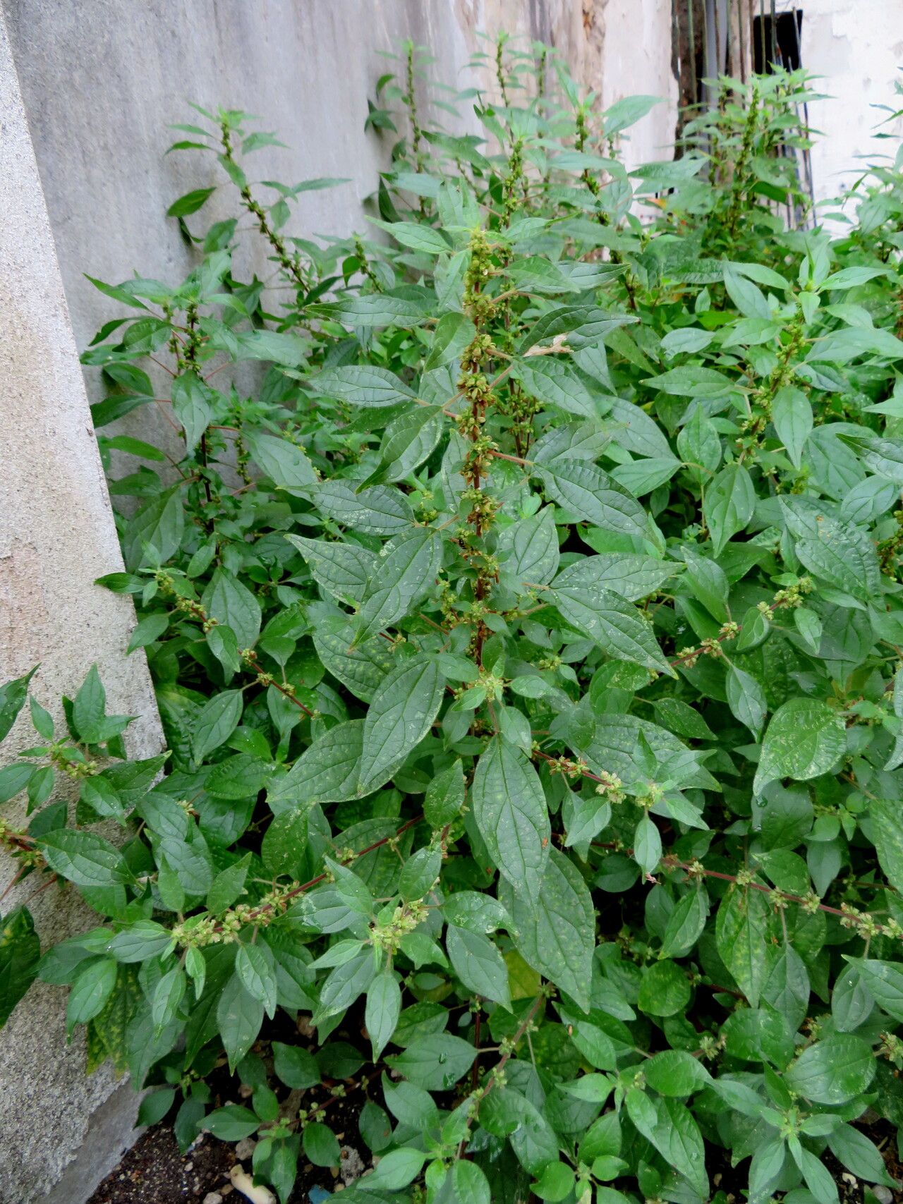 Amaranthus graecizans habit