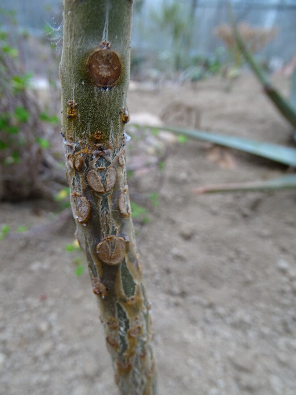 Uncarina leandrii — houseplant care guide