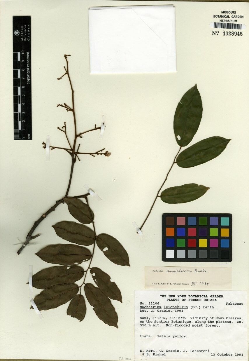 Machaerium aureiflorum — houseplant care guide