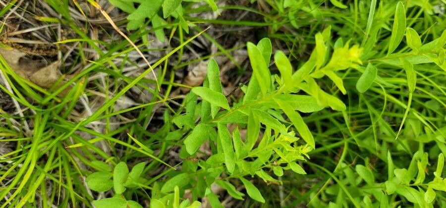 Comandra umbellata — houseplant care guide